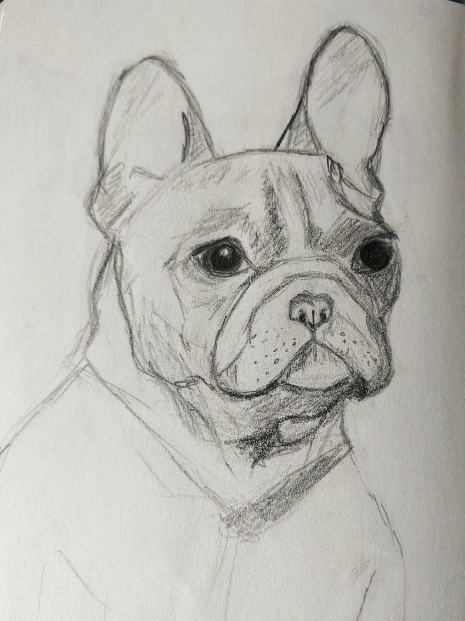 Drawing Dogs - image 1 - student project