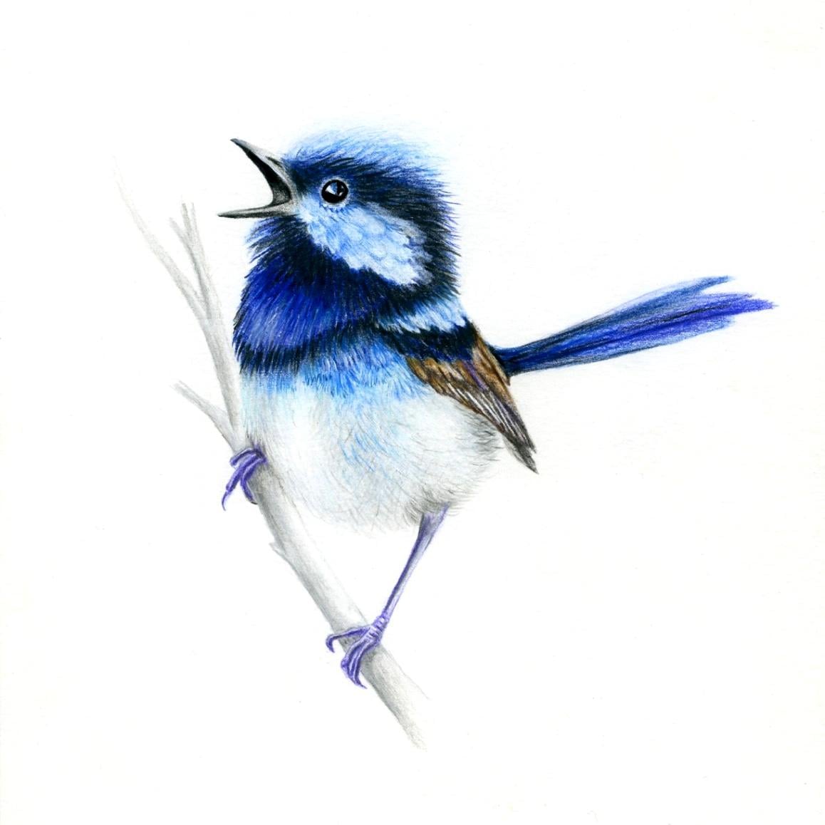 Blue Wren - image 1 - student project