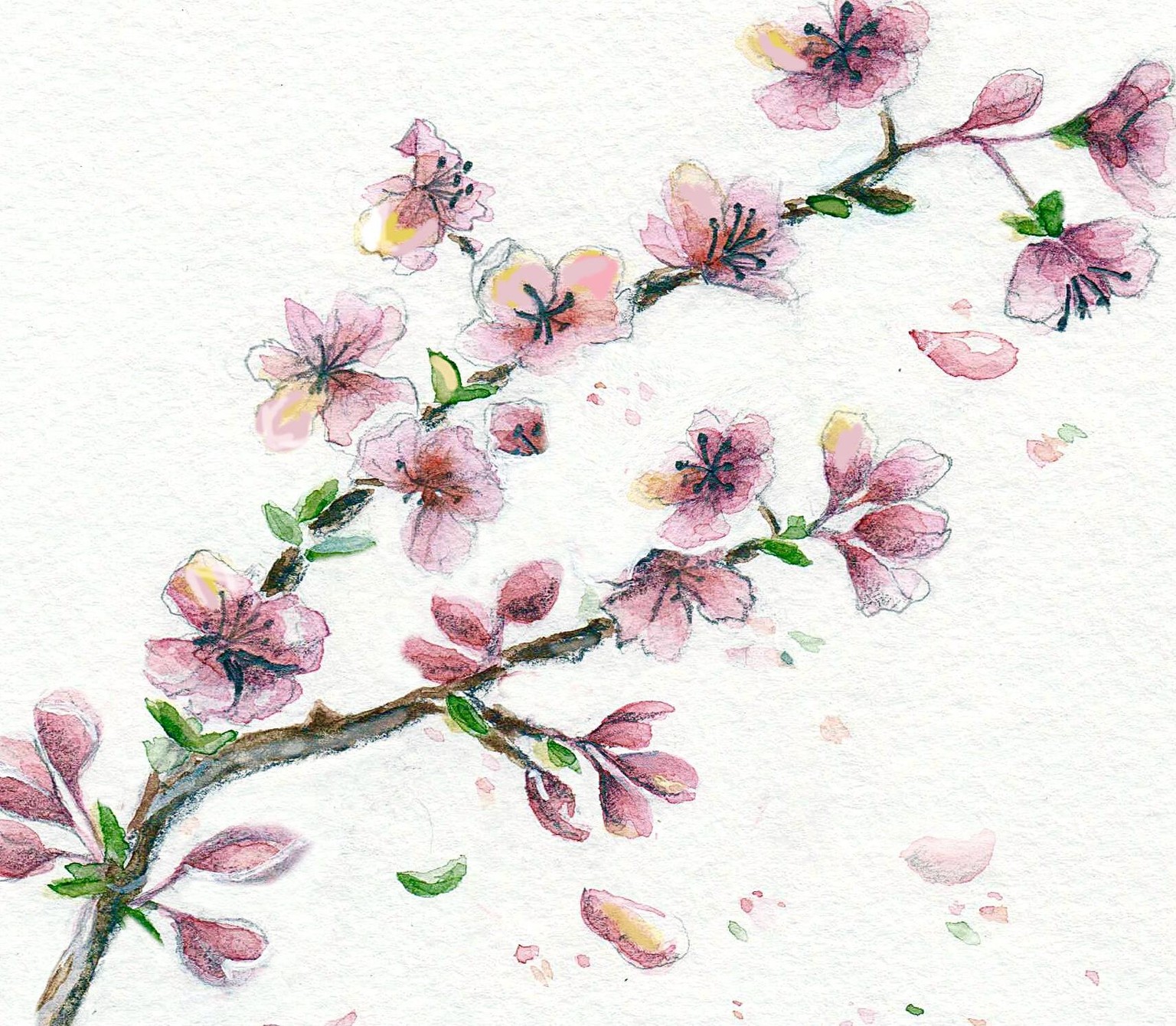 Cherry Blossoms !! - image 1 - student project