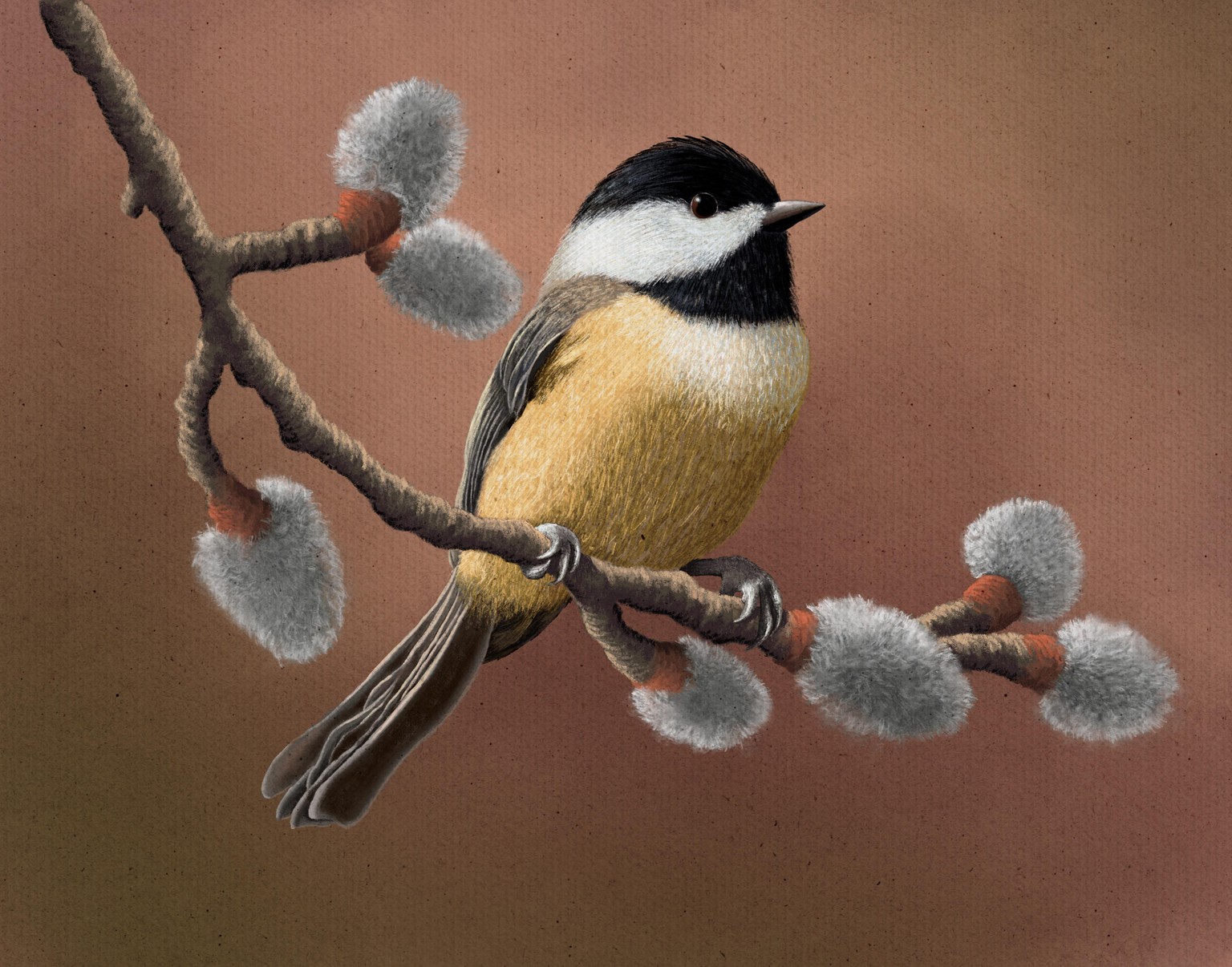 Pastel chickadee - image 1 - student project