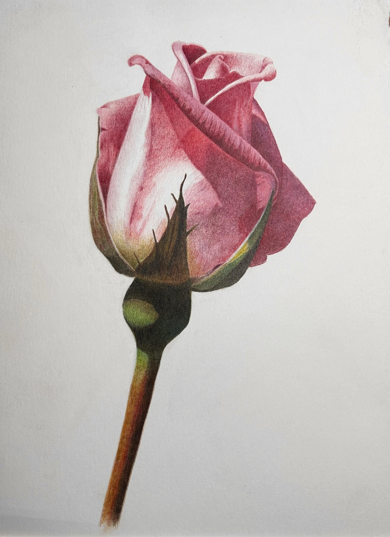 colored pencil rose - image 1 - student project