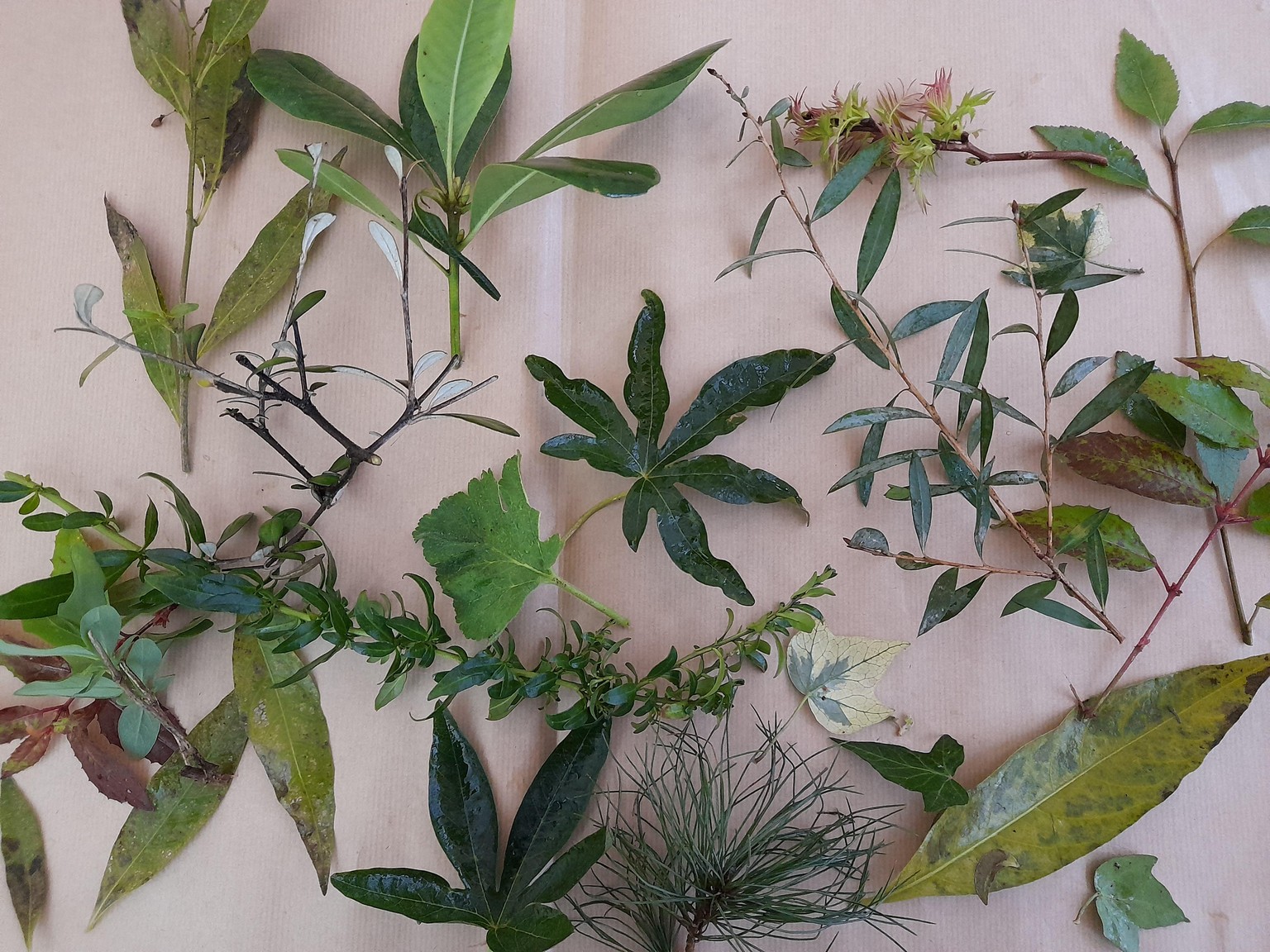Collage a Collection - Foliage - image 1 - student project