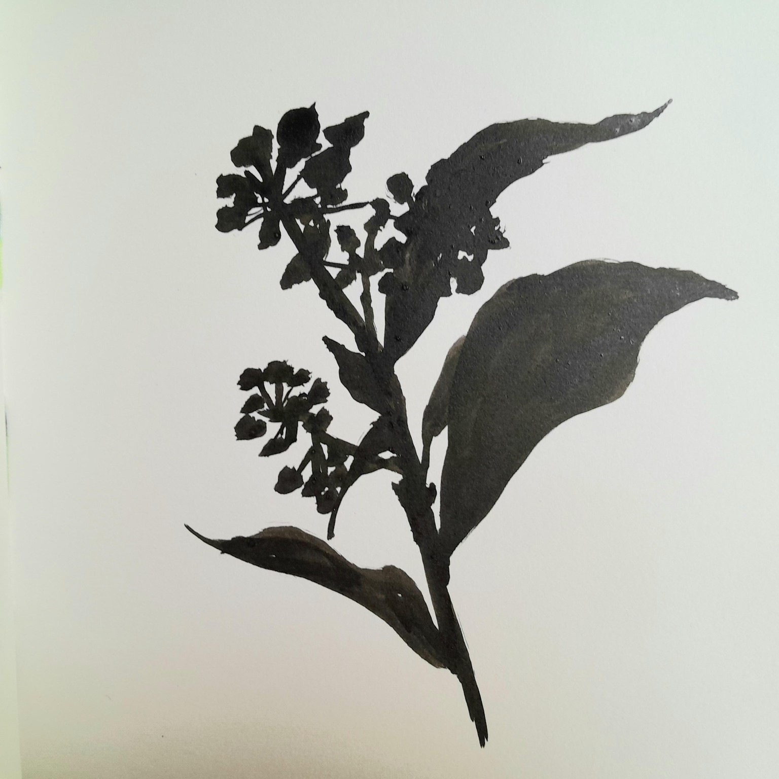 Drawing Nature - Five Creative Sketchbook Activities - image 1 - student project