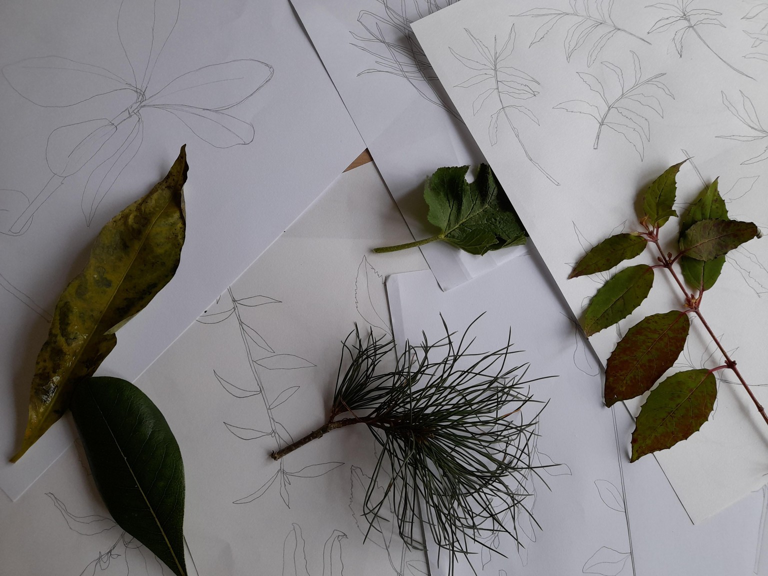 Collage a Collection - Foliage - image 2 - student project