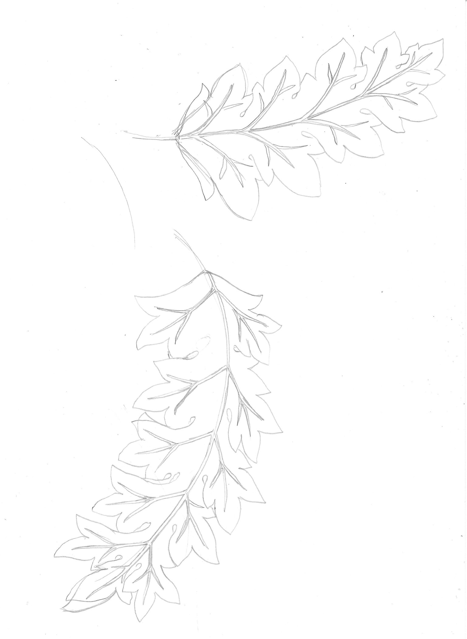 Trailing Chrysanthemum Branches - image 4 - student project