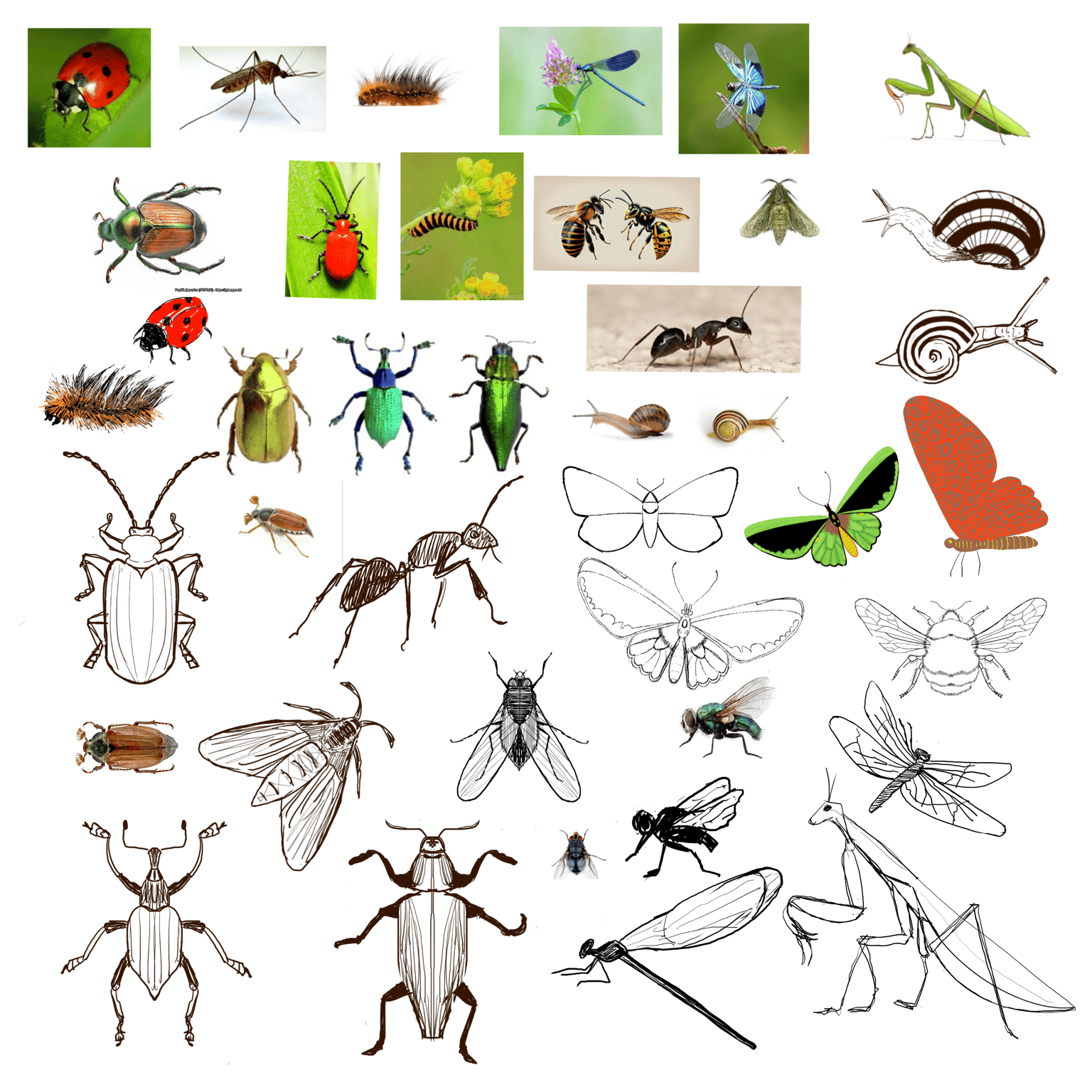 10 Days of Butterflies, Bugs and Beasties - image 1 - student project