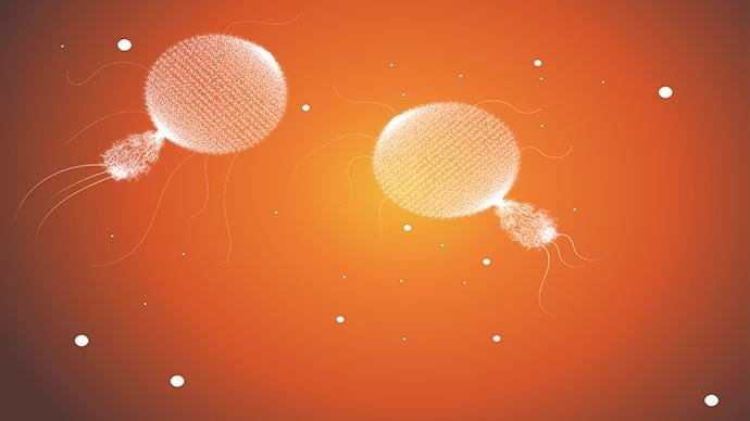 Radiolarians - image 1 - student project
