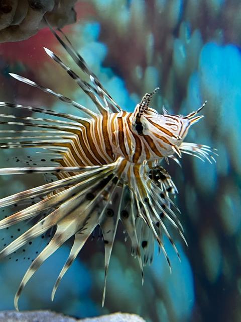 Lionfish edit - image 1 - student project