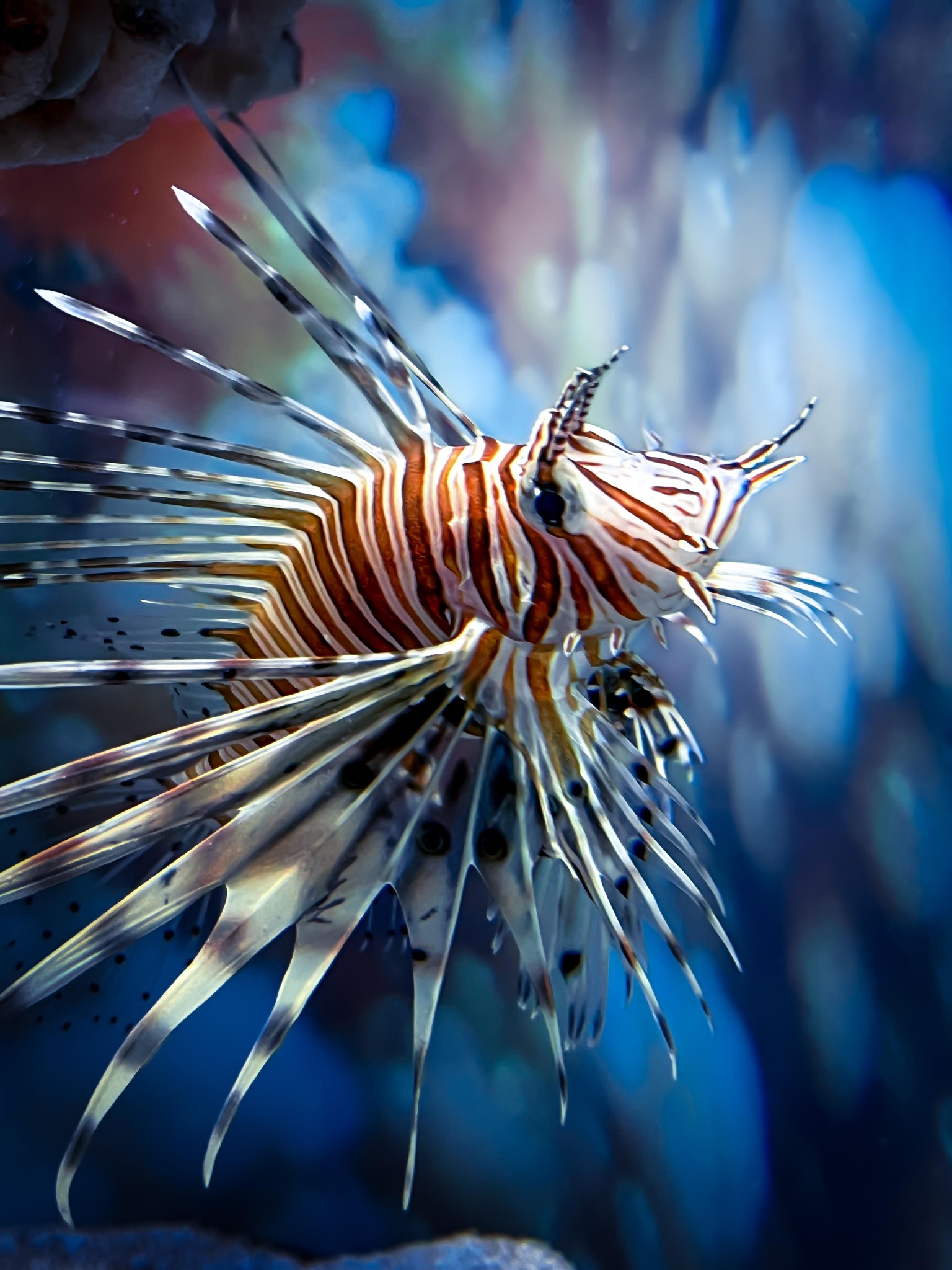 Lionfish edit - image 2 - student project