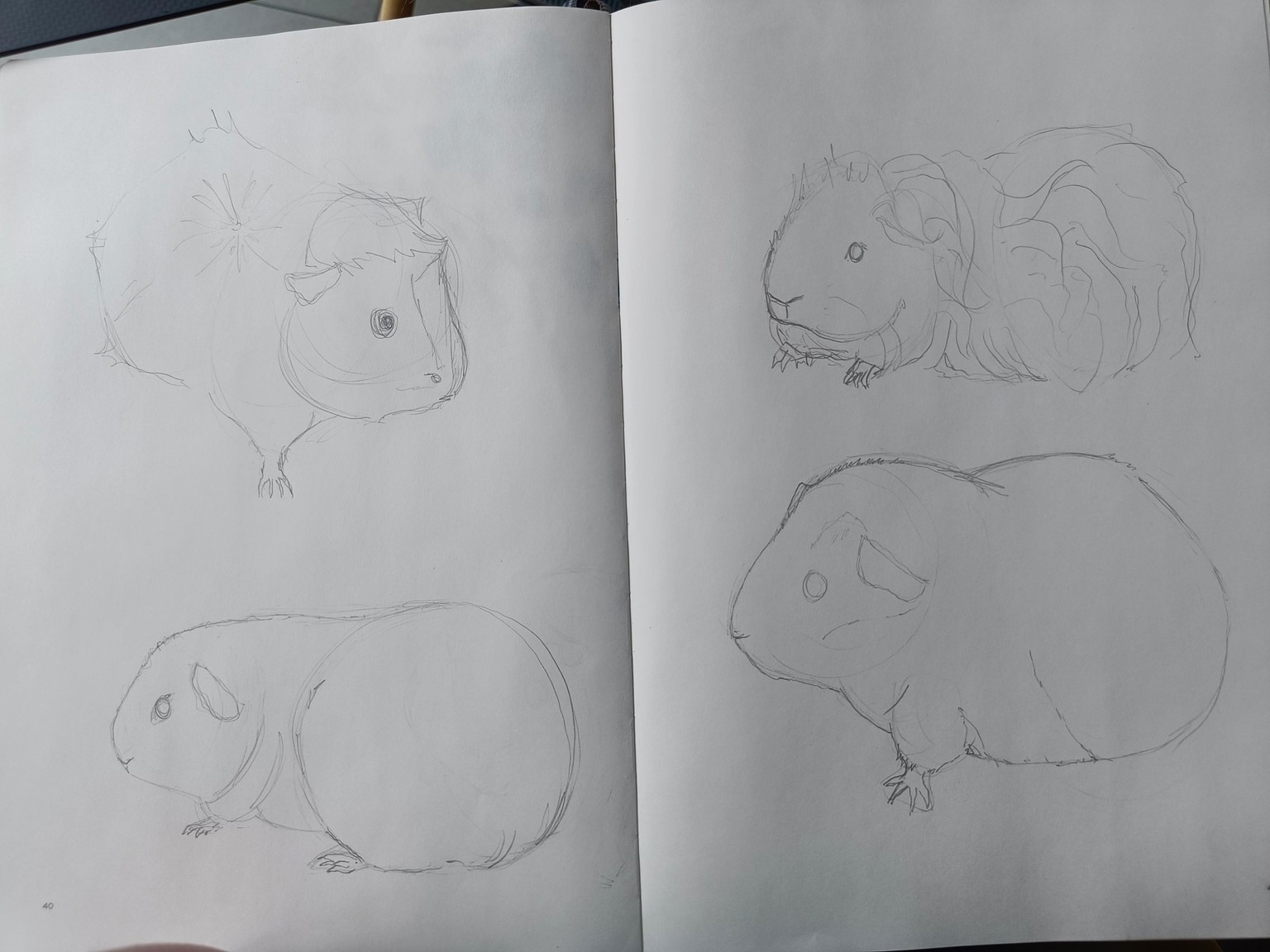 First attempt at capturing my own piggies :) - image 1 - student project