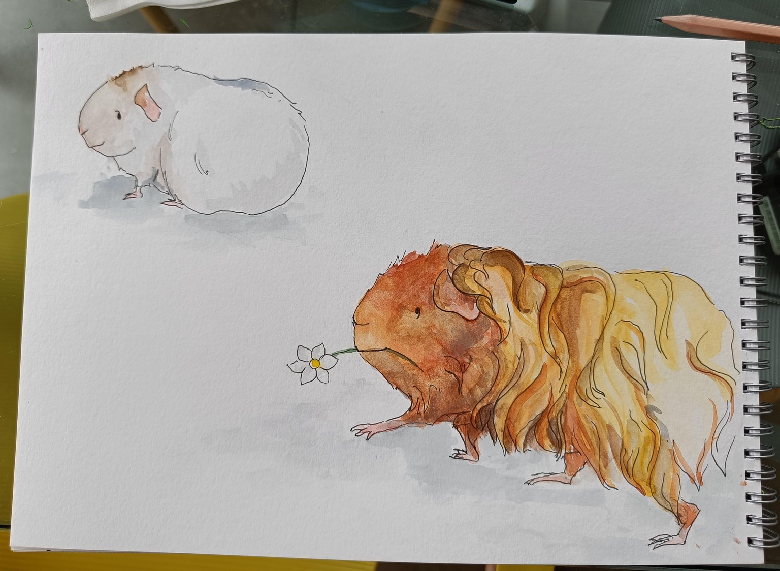 First attempt at capturing my own piggies :) - image 3 - student project