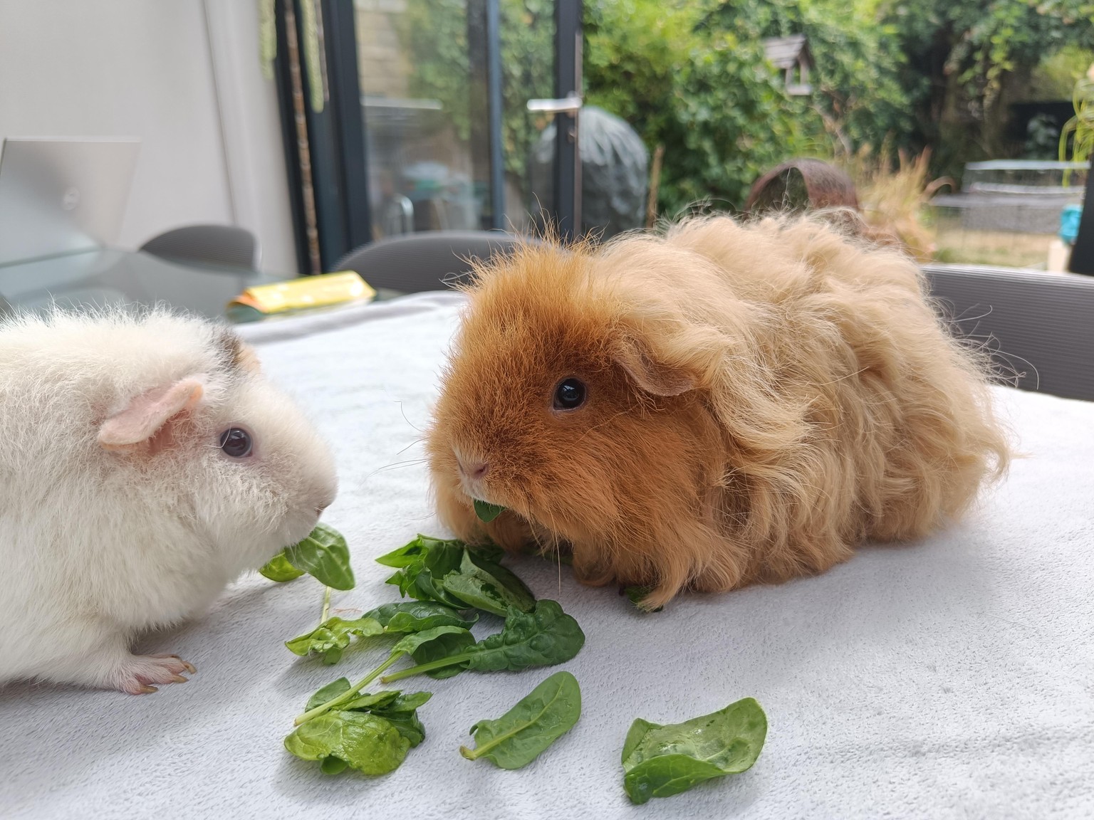 First attempt at capturing my own piggies :) - image 4 - student project