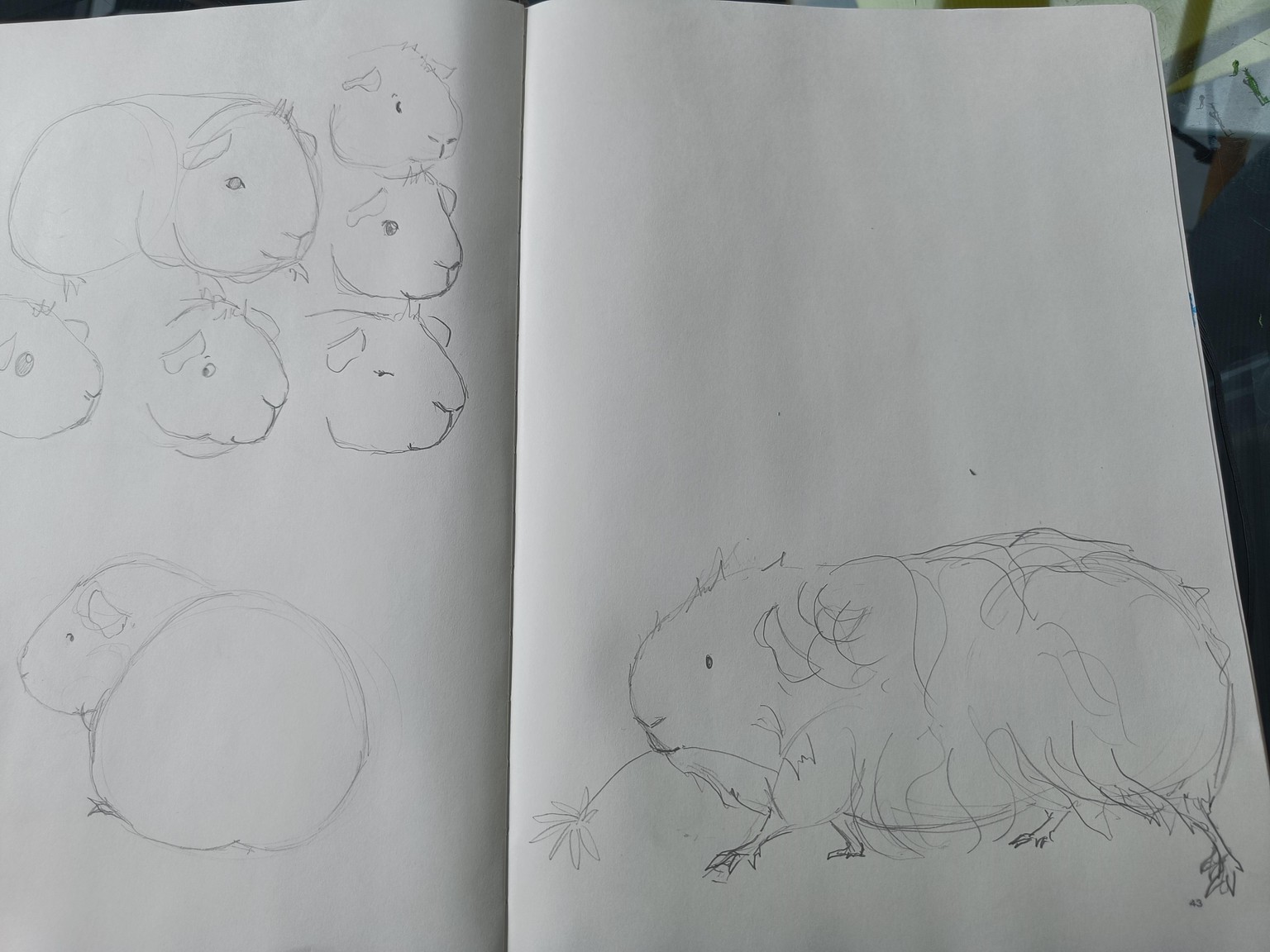 First attempt at capturing my own piggies :) - image 2 - student project