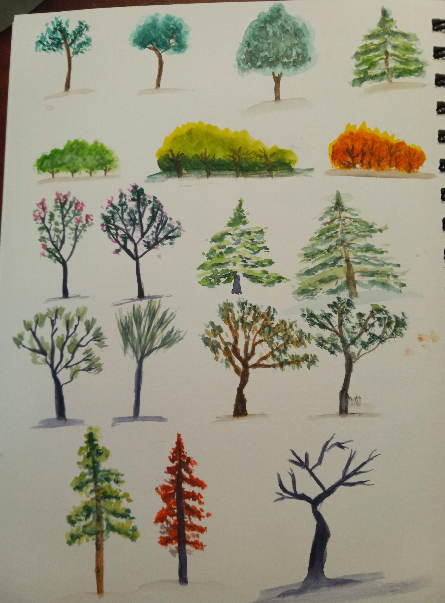 Trees, Trees, Trees - image 4 - student project