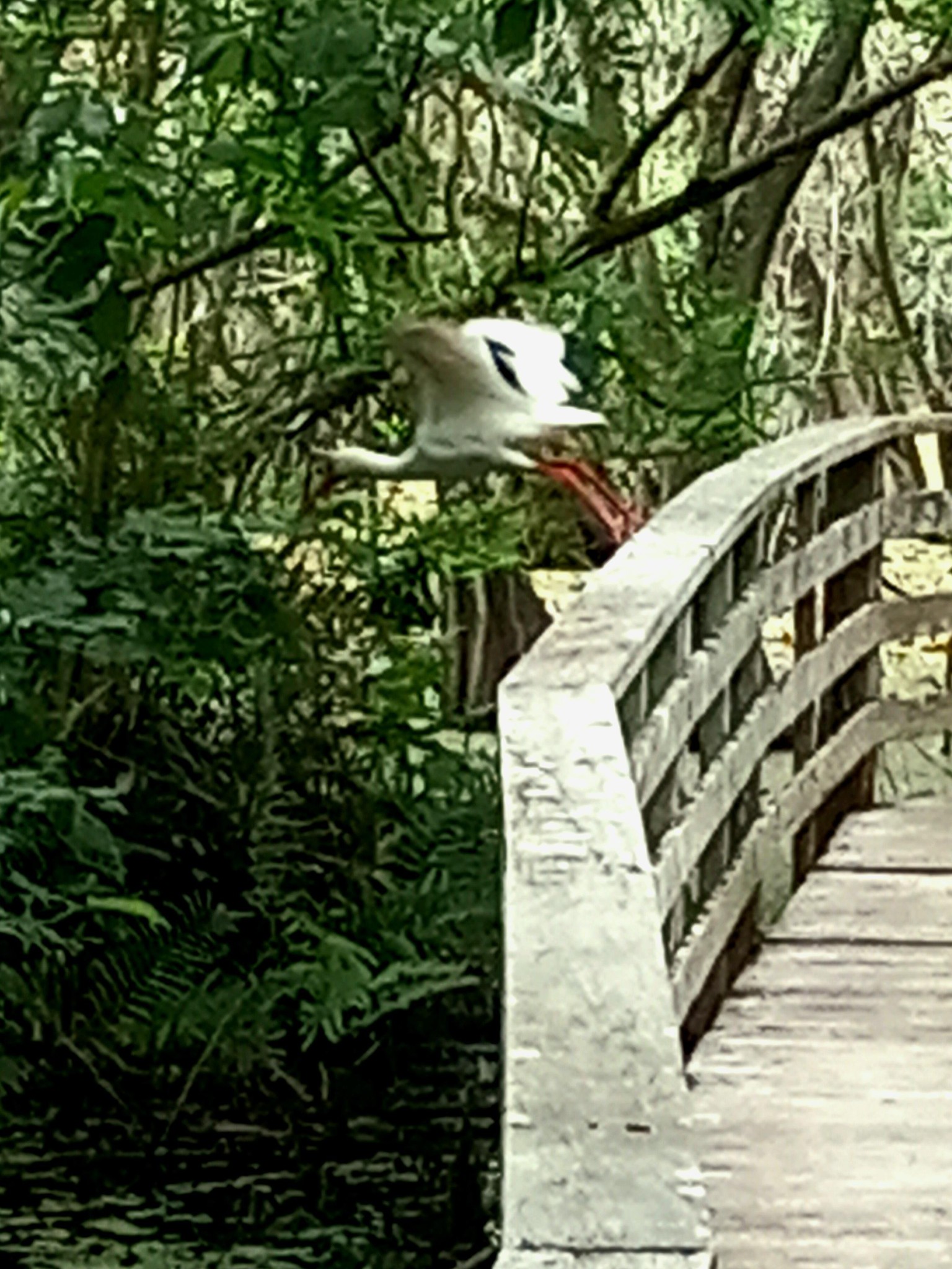 Wildlife Photography - image 4 - student project