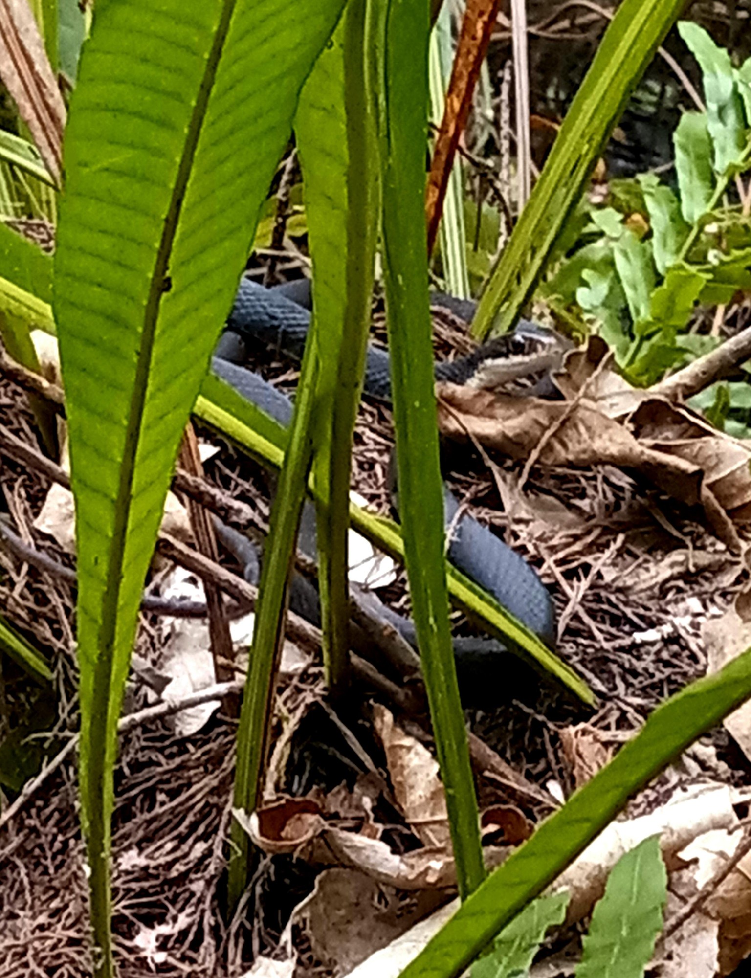 Wildlife Photography - image 1 - student project