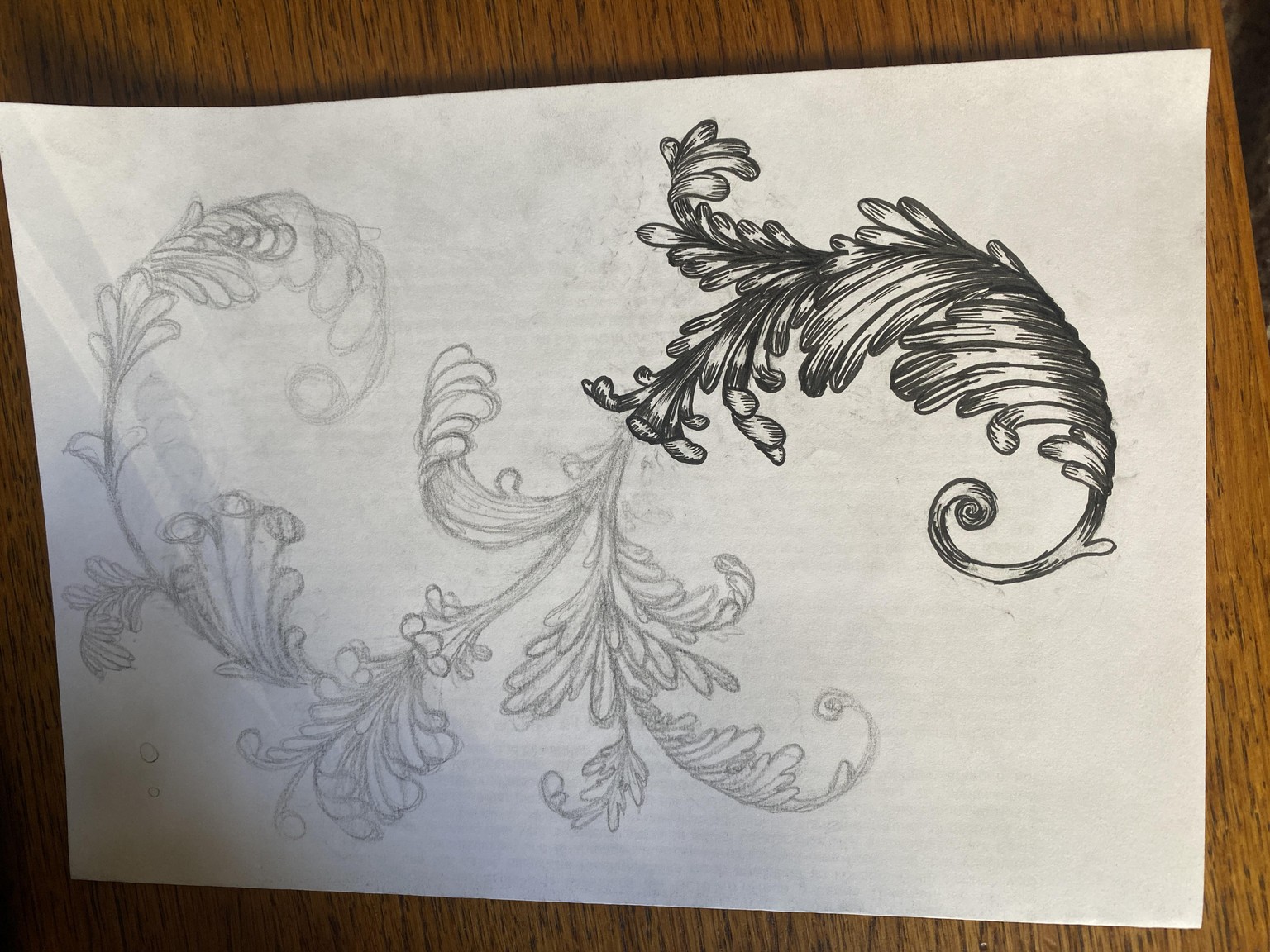 My Acanthus - image 4 - student project