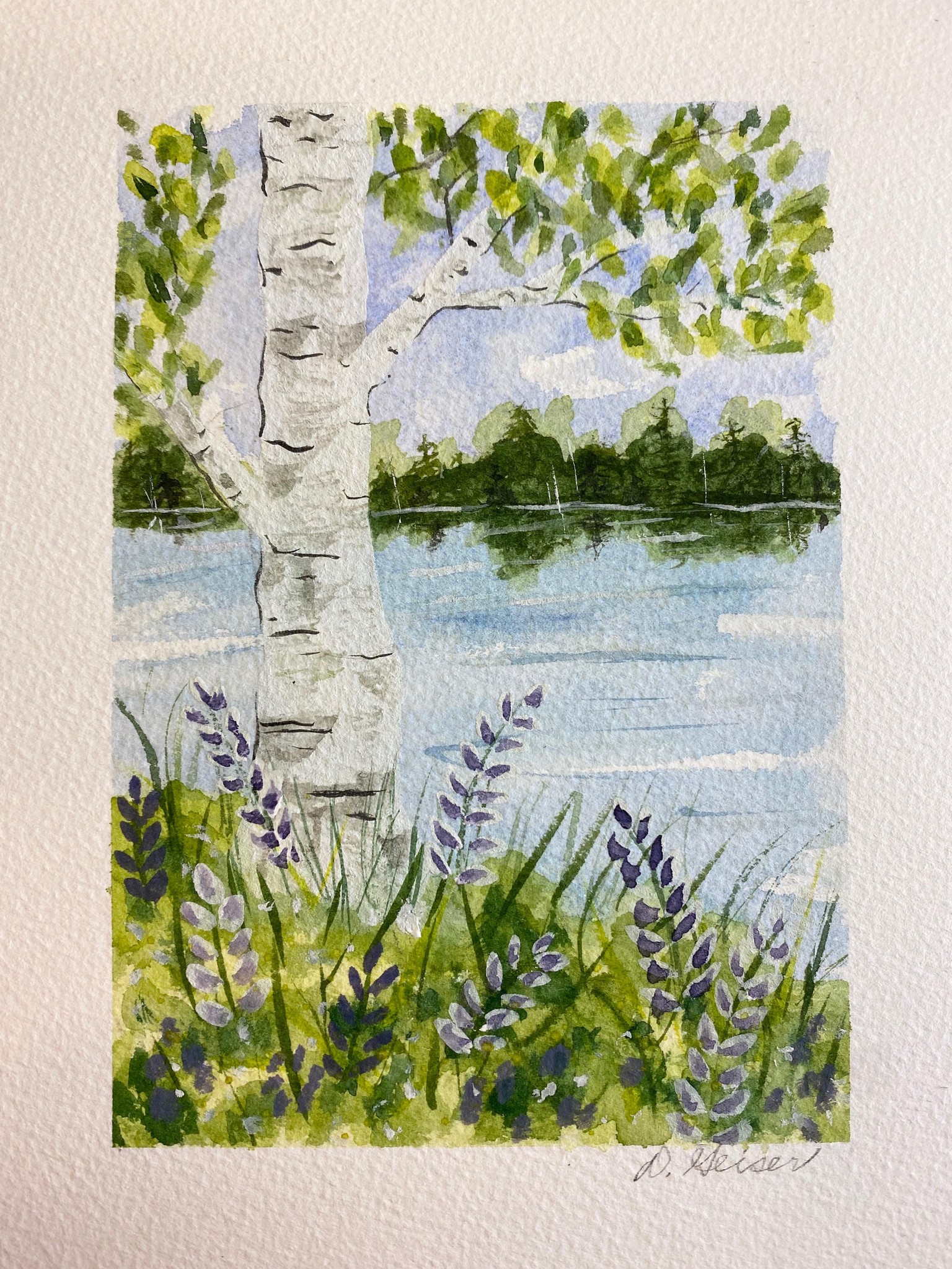 Birch and Lupines - image 1 - student project