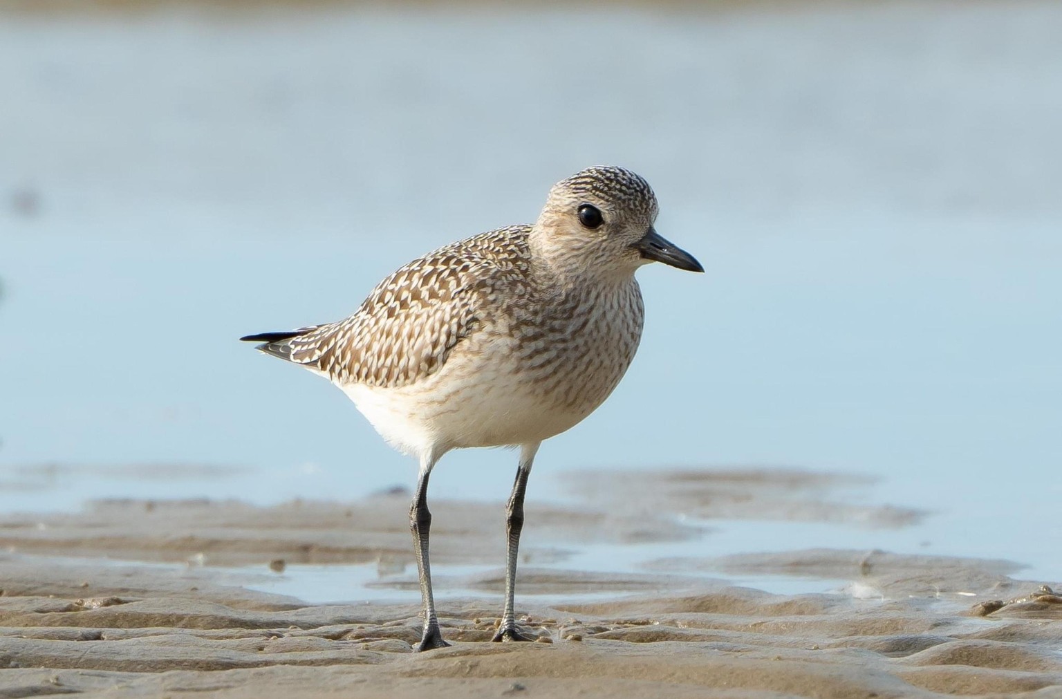 plover shore bird - image 5 - student project