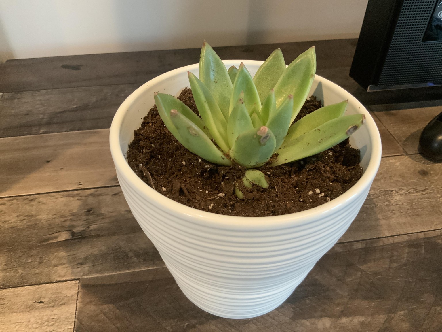 My First Succulents - image 2 - student project