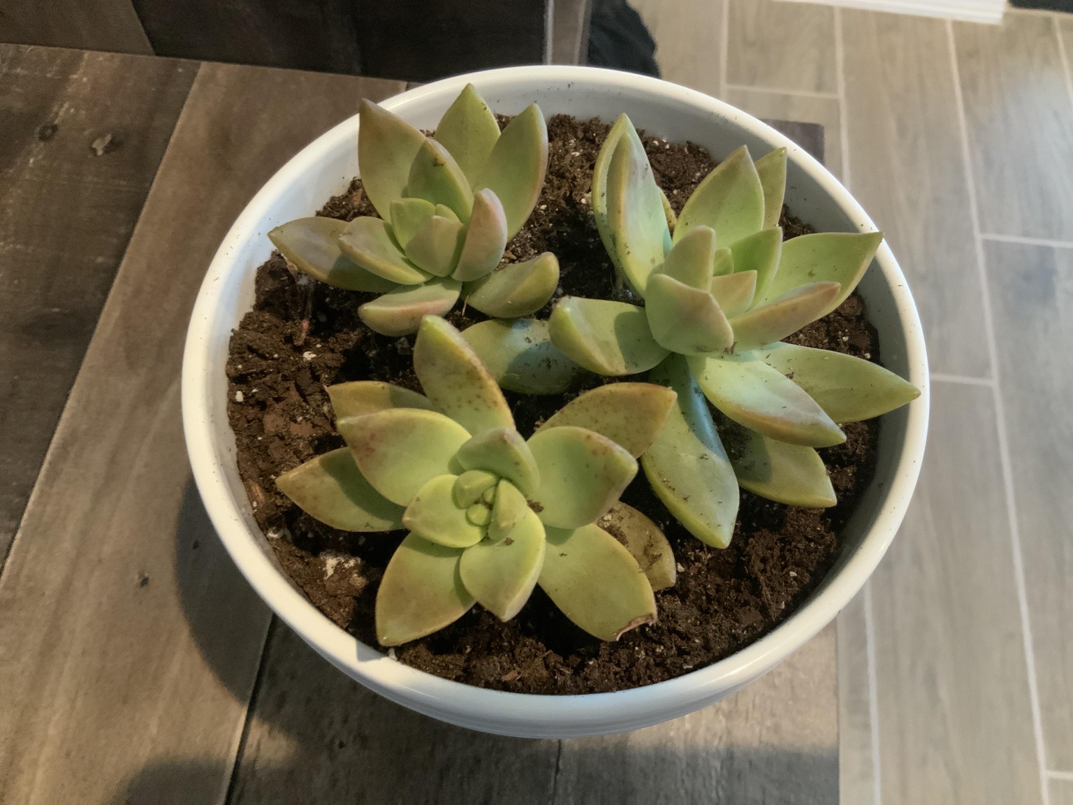My First Succulents - image 3 - student project