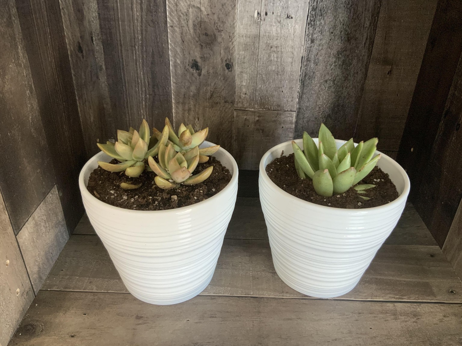 My First Succulents - image 1 - student project