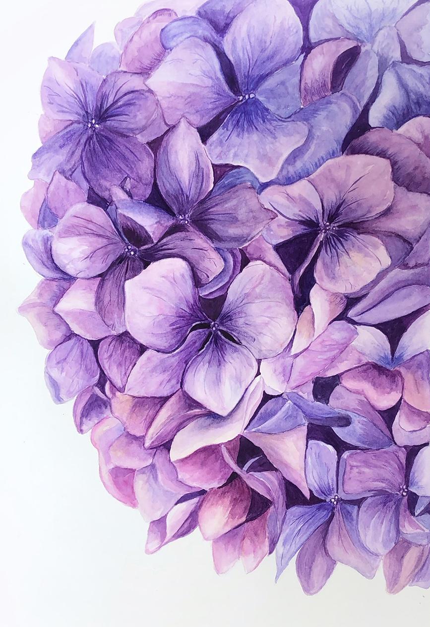 Hydrangeas - image 1 - student project