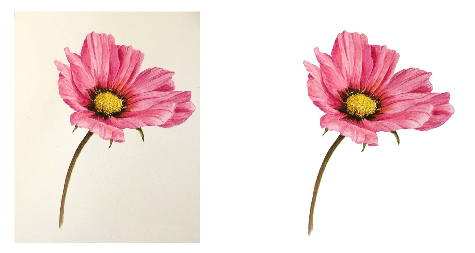 Cosmos Flower - image 1 - student project