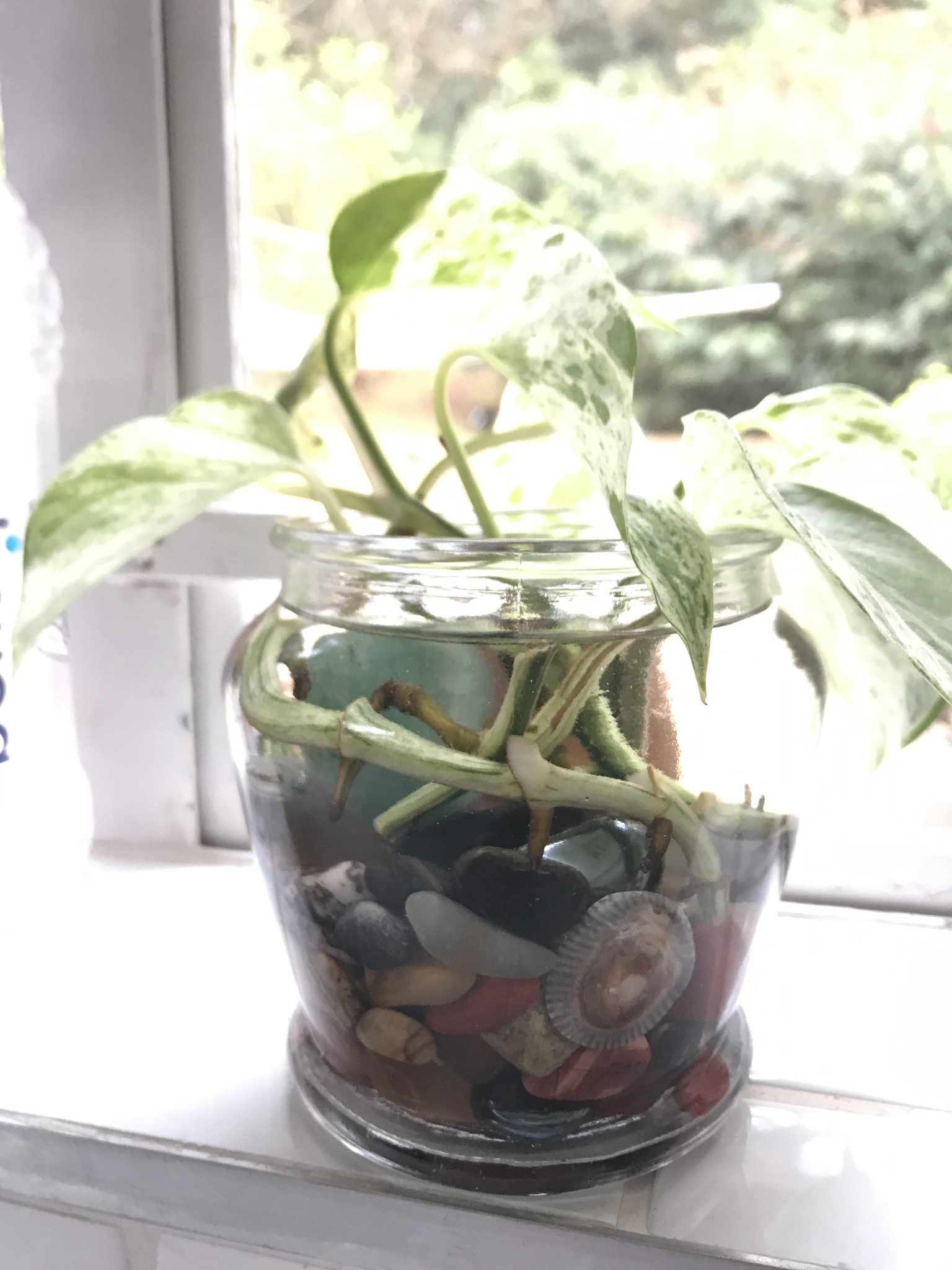 Rooting cuttings in water - image 1 - student project