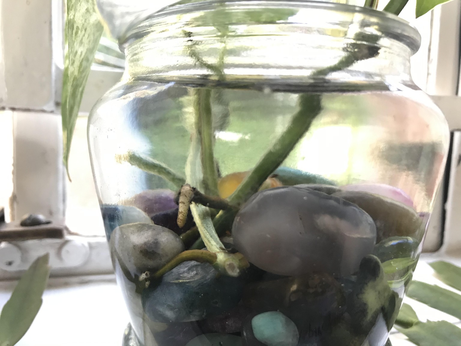 Rooting cuttings in water - image 2 - student project