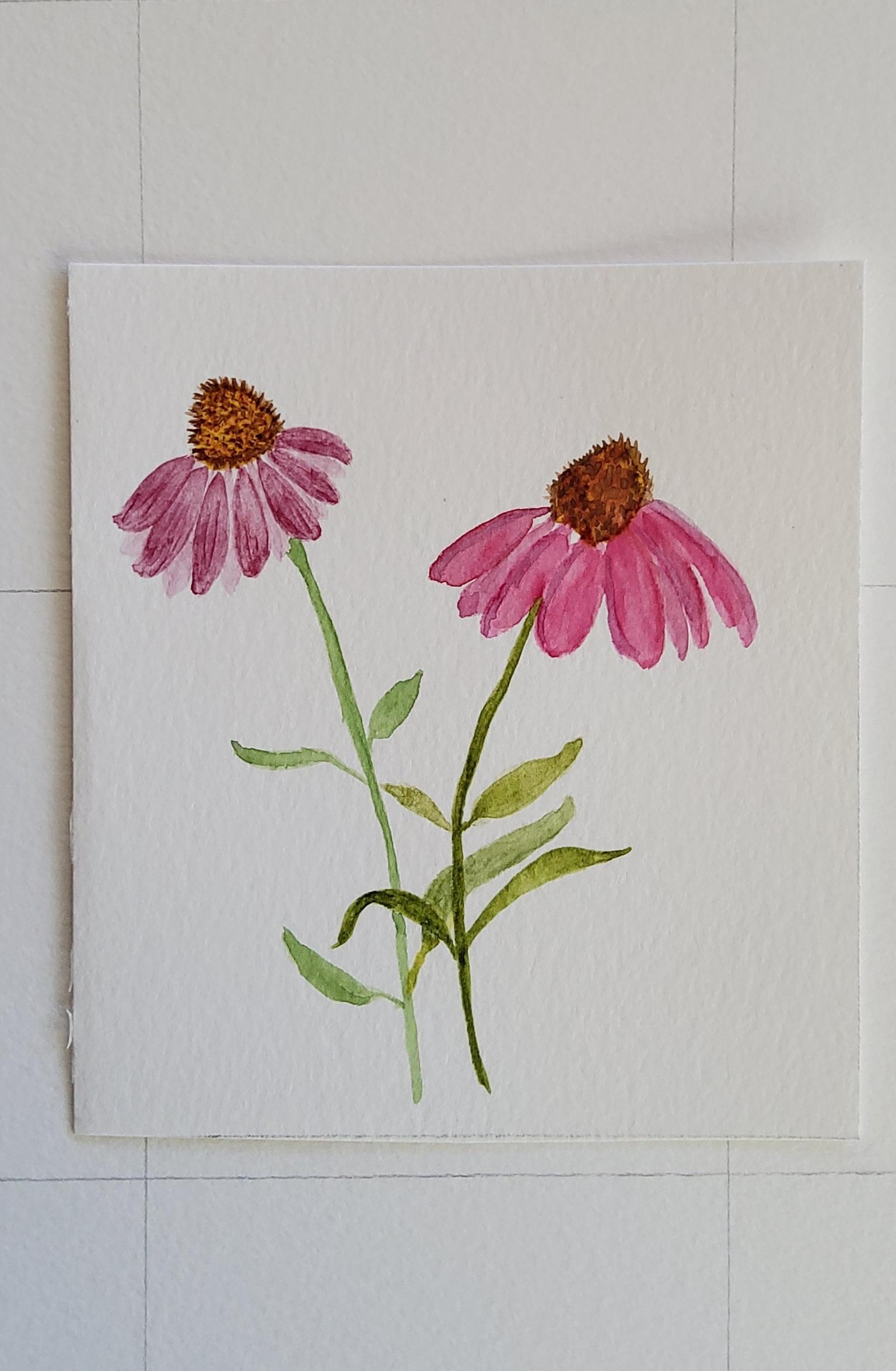 Painted coneflower - image 1 - student project