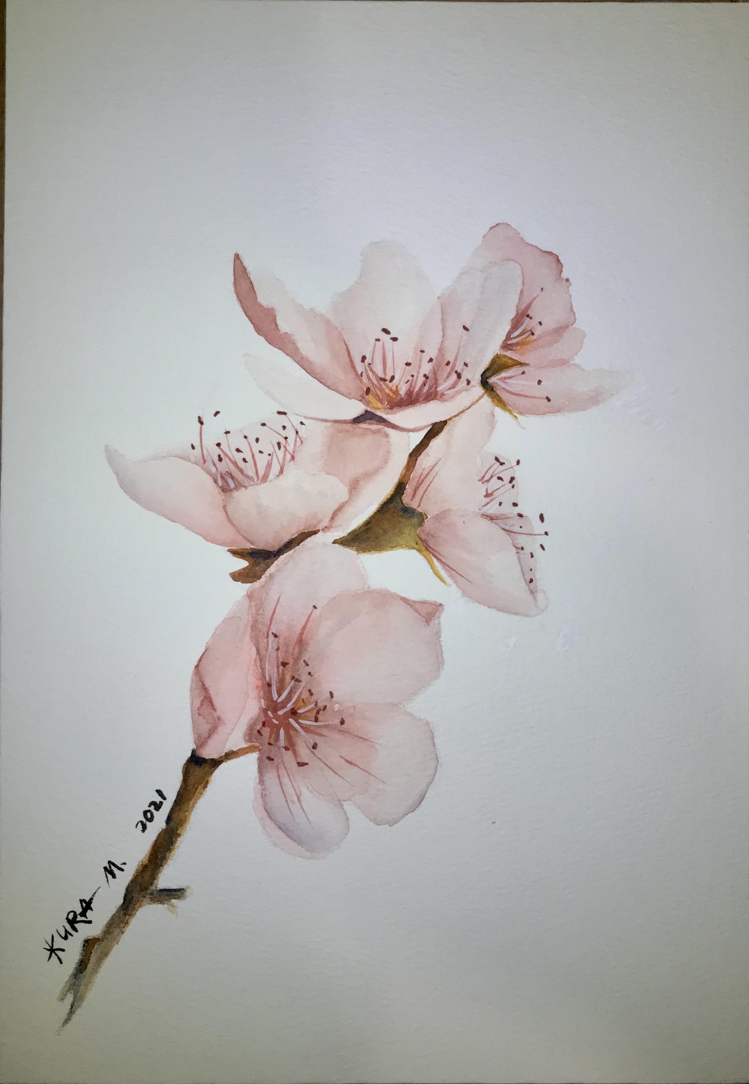Cherry blossoms - image 1 - student project