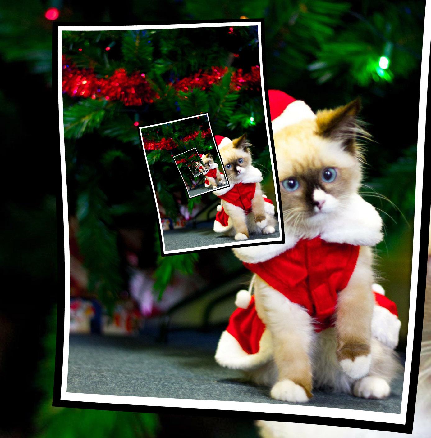 Harrison at Christmas - image 1 - student project