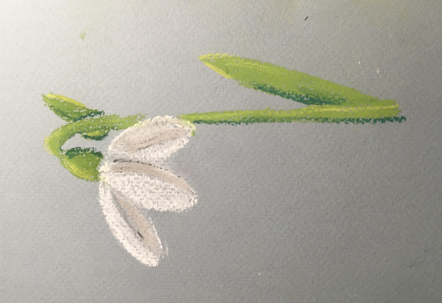 Snowdrops big and little - image 1 - student project