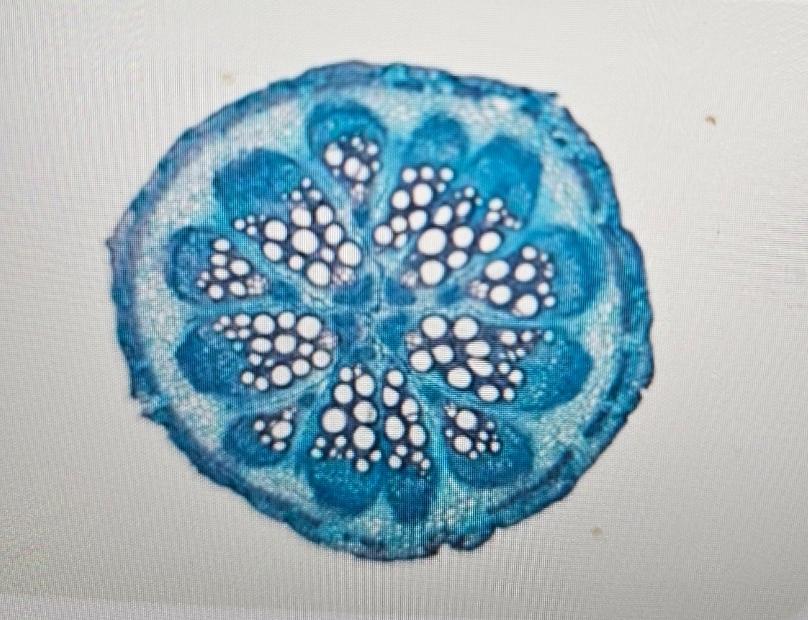 Patterns from Nature - image 2 - student project