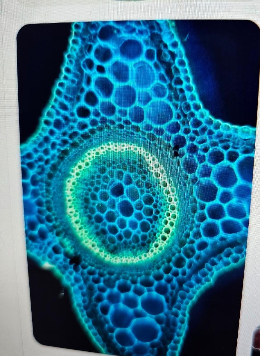 Patterns from Nature - image 1 - student project