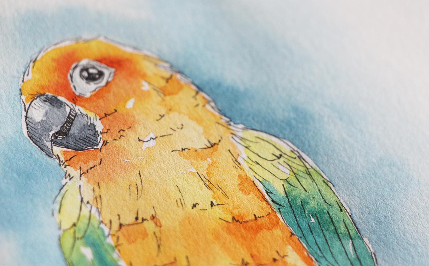 Line and Watercolor Wash Sun Conure - image 2 - student project