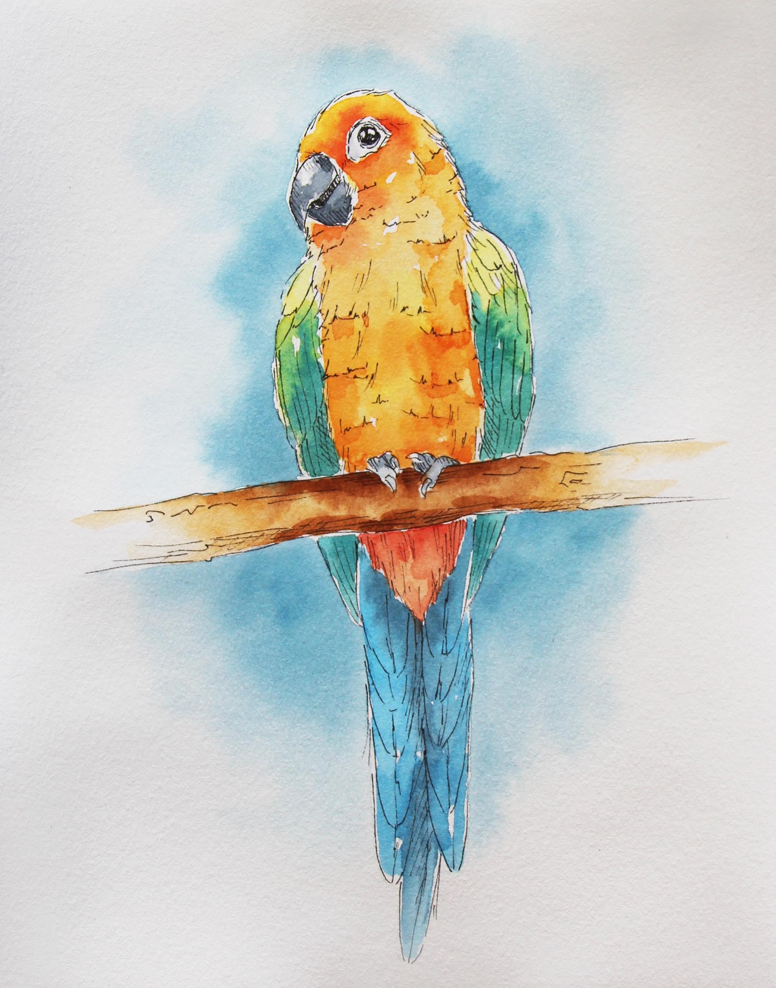 Line and Watercolor Wash Sun Conure - image 1 - student project