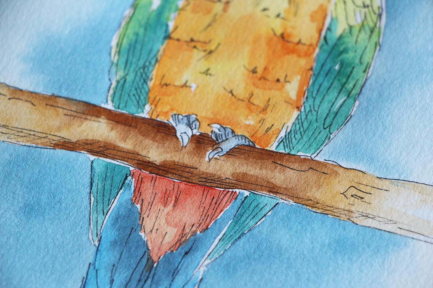 Line and Watercolor Wash Sun Conure - image 3 - student project