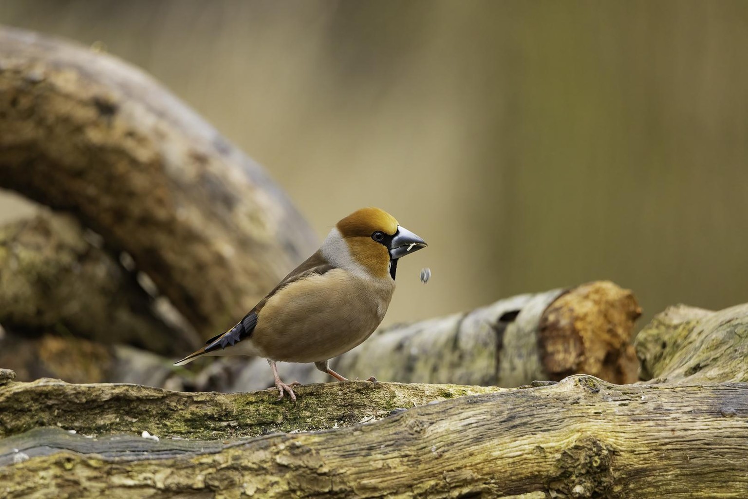 Nature Photography - image 4 - student project