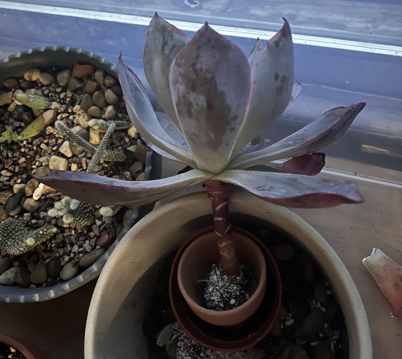 Echeveria Afterglow, mistakes were made. - image 2 - student project
