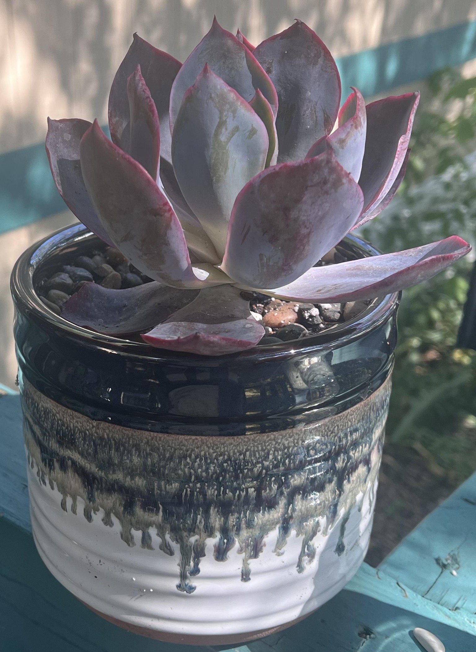 Echeveria Afterglow, mistakes were made. - image 1 - student project