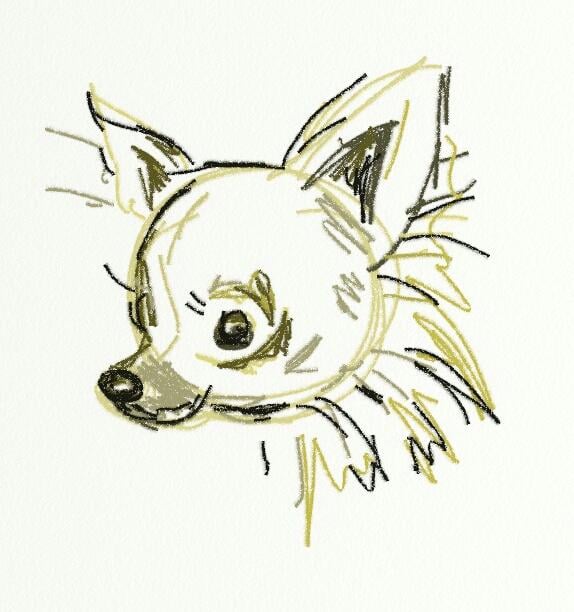 Kate's dog character project! - image 6 - student project