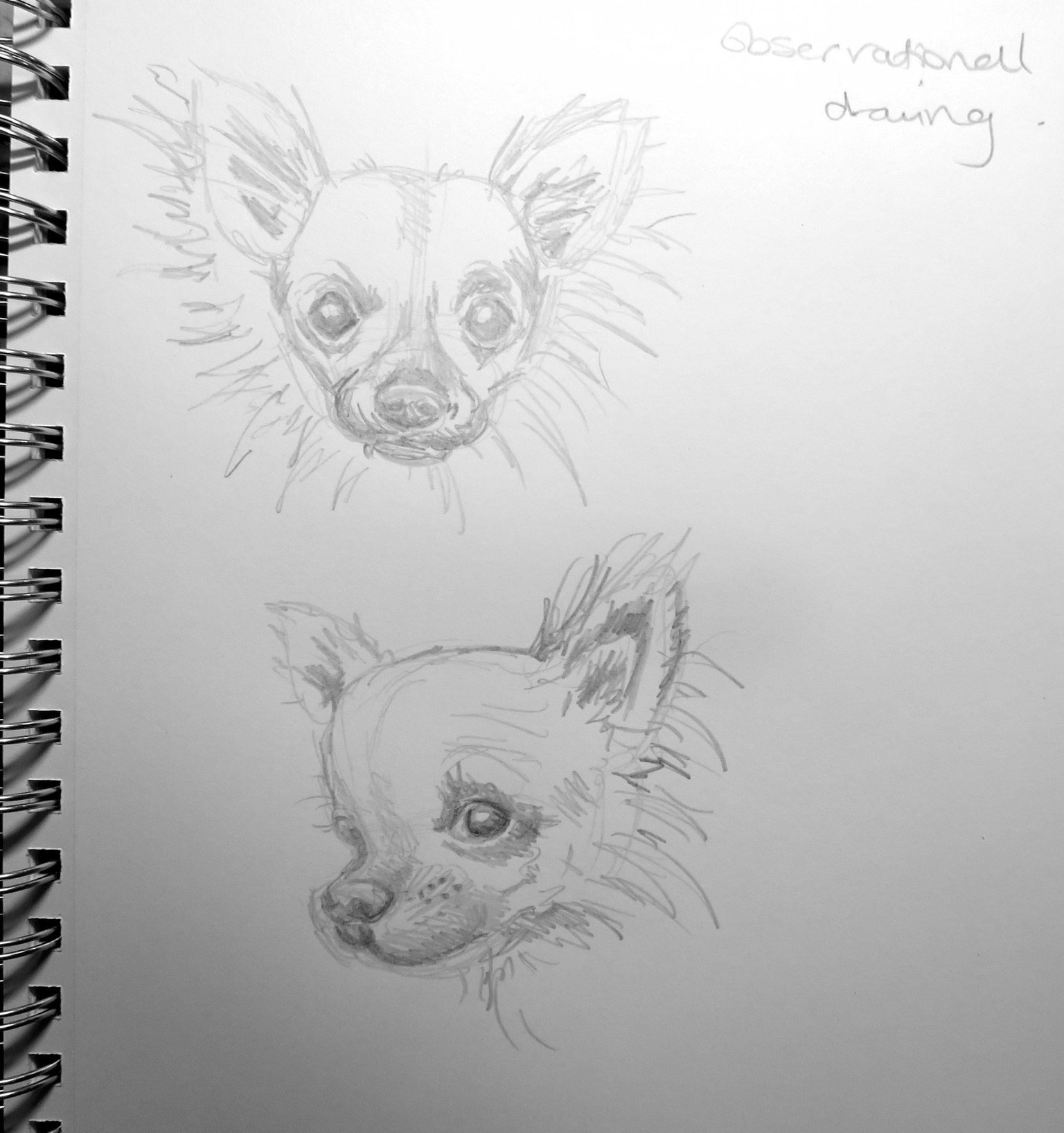 Kate's dog character project! - image 1 - student project