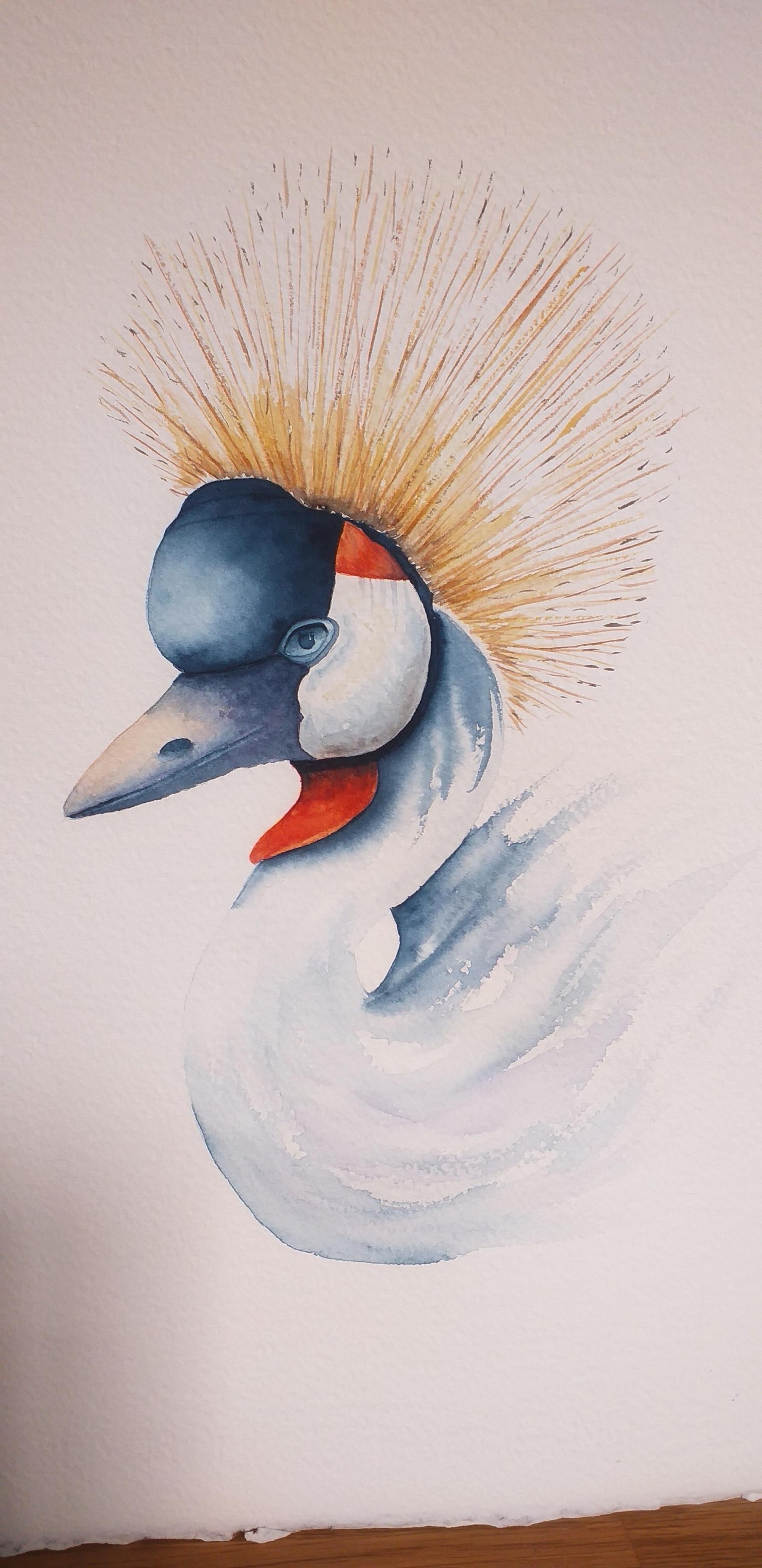 Grey Crowned Crane - image 1 - student project