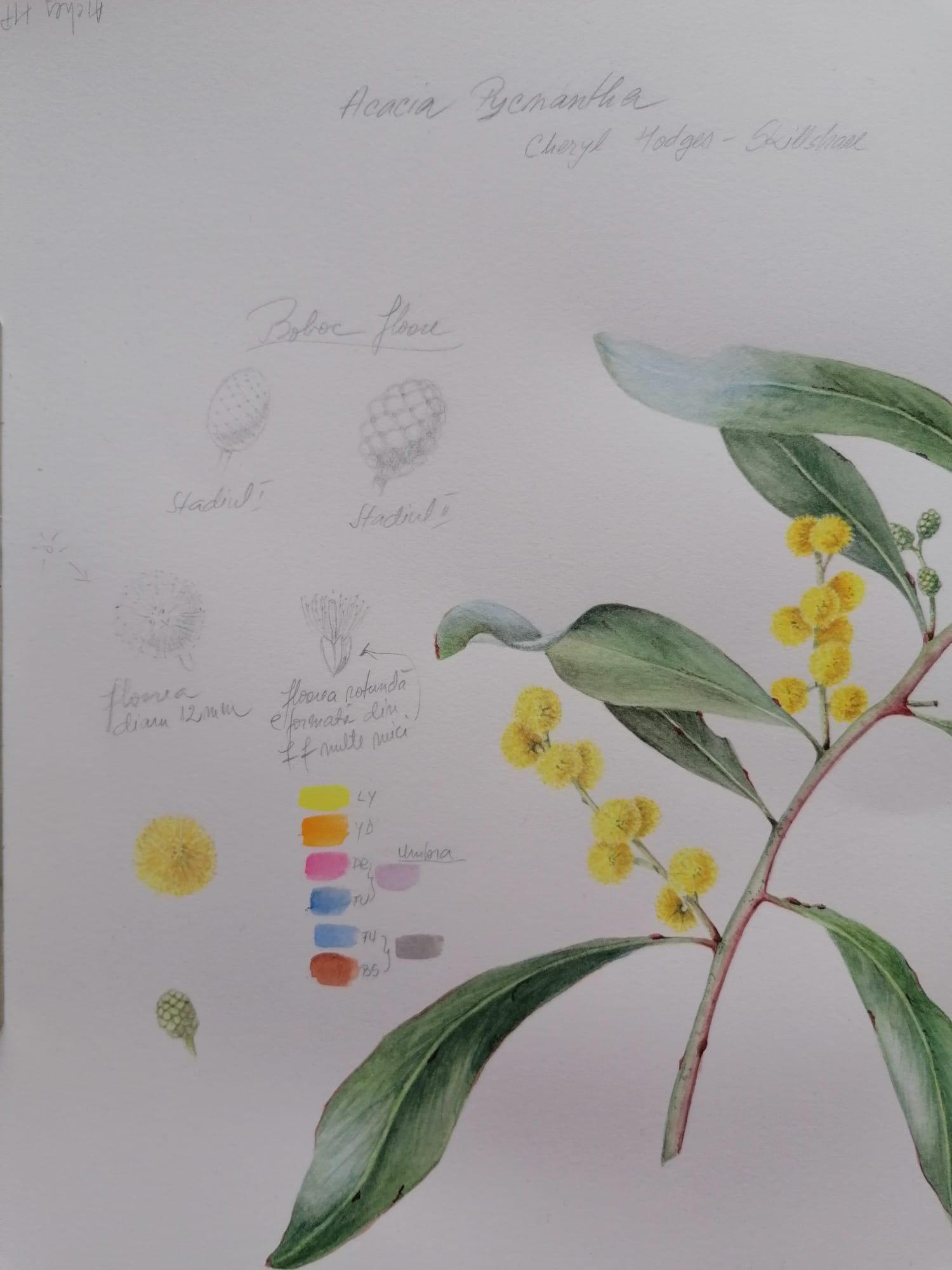 Golden Wattle - image 3 - student project