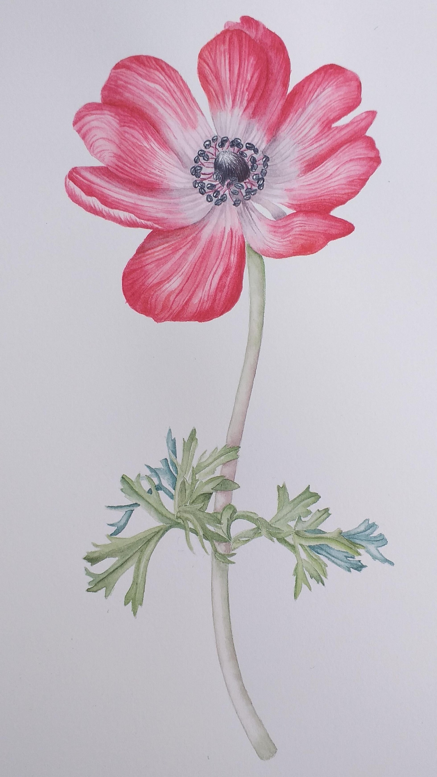Anemone Flower - image 1 - student project
