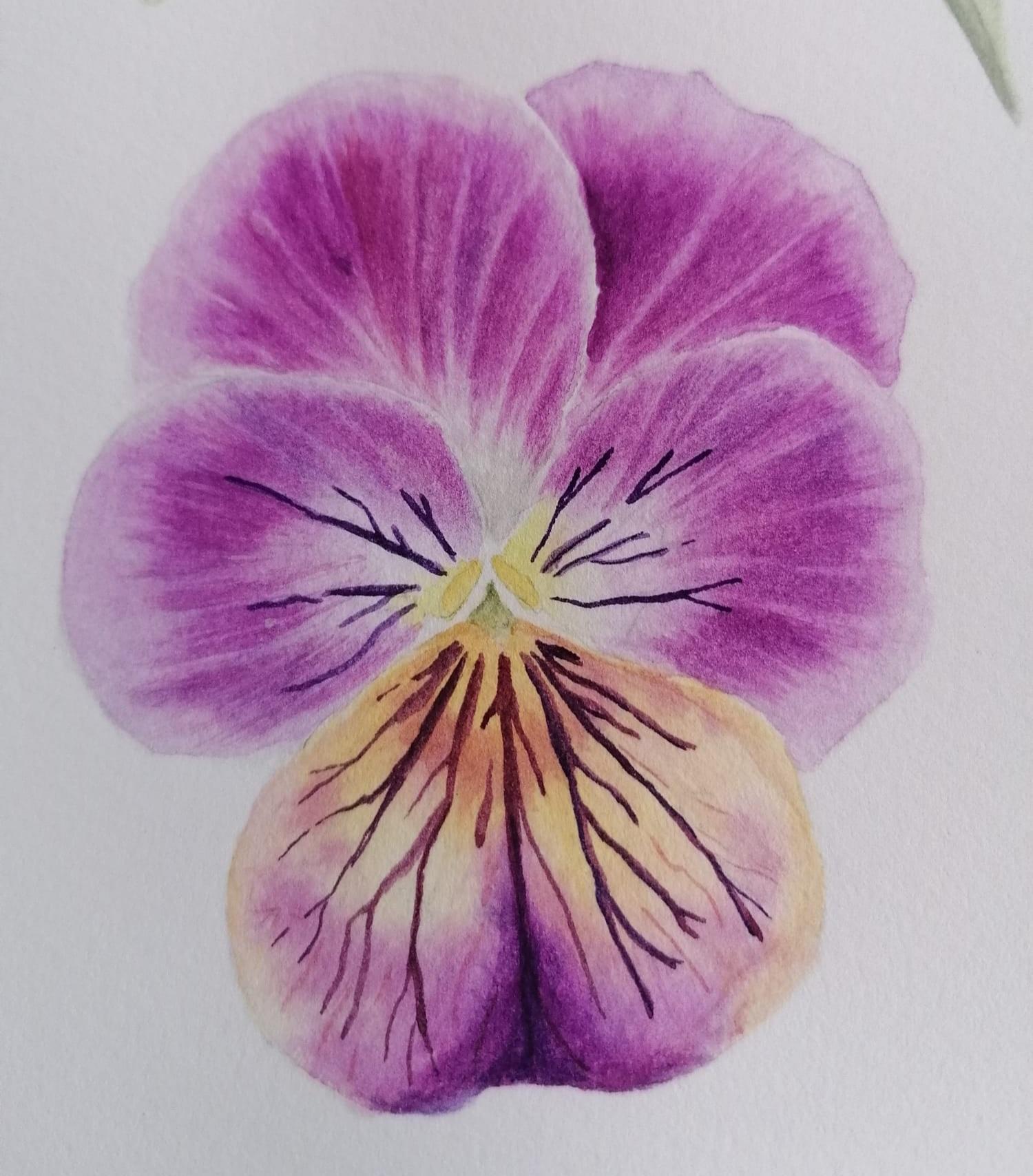Viola Tricolor - image 1 - student project