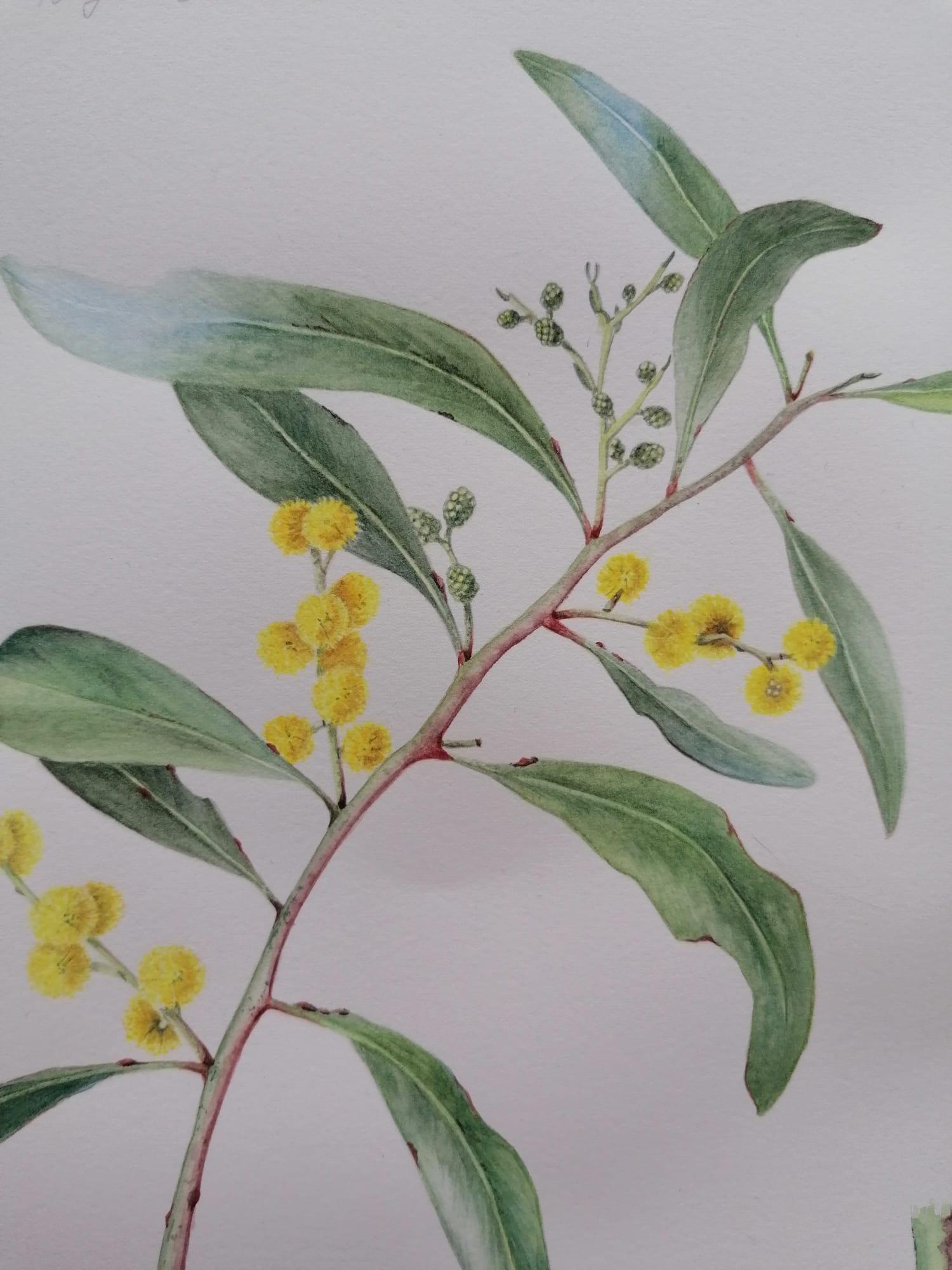 Golden Wattle - image 2 - student project