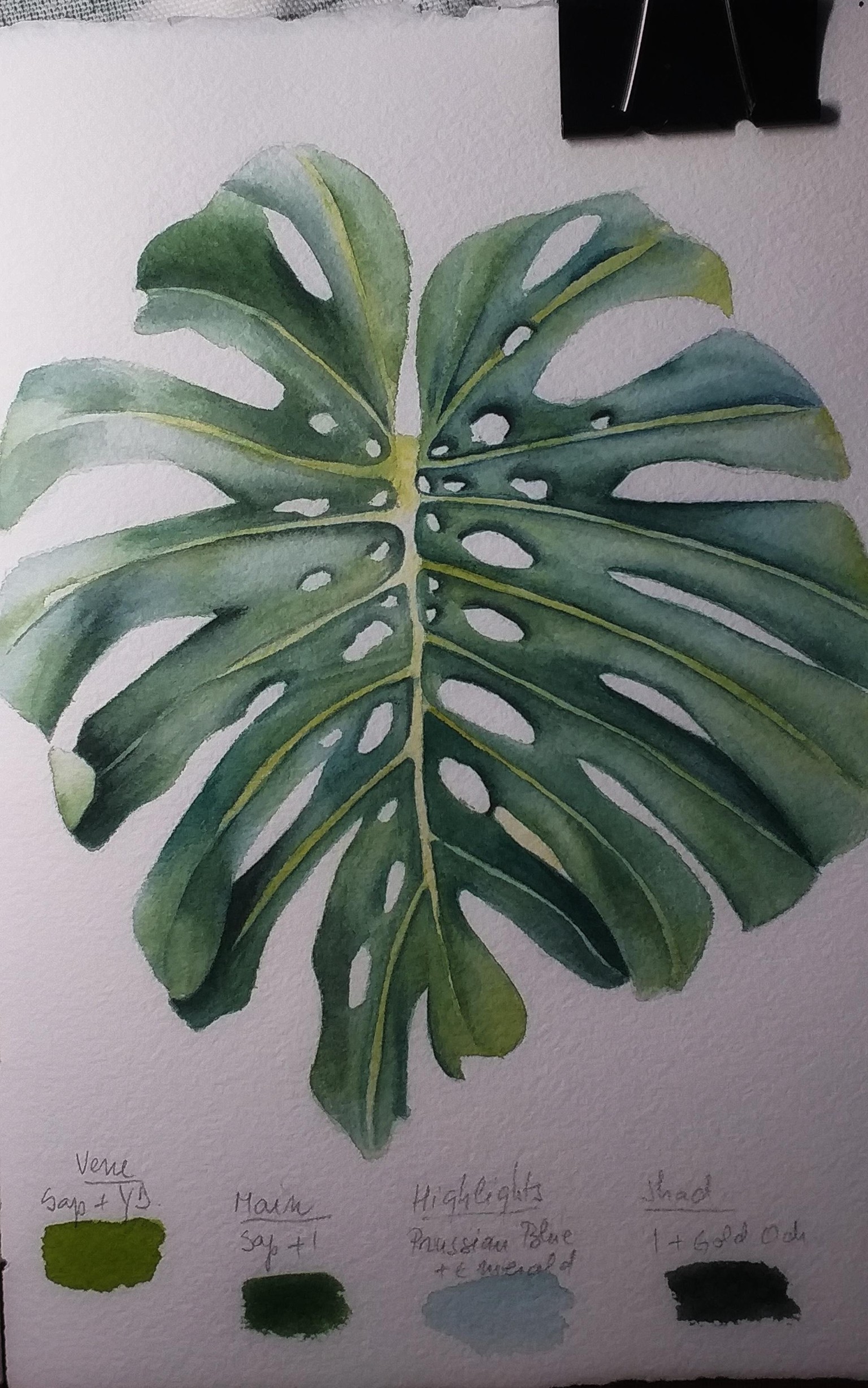 Monstera leaf - image 1 - student project
